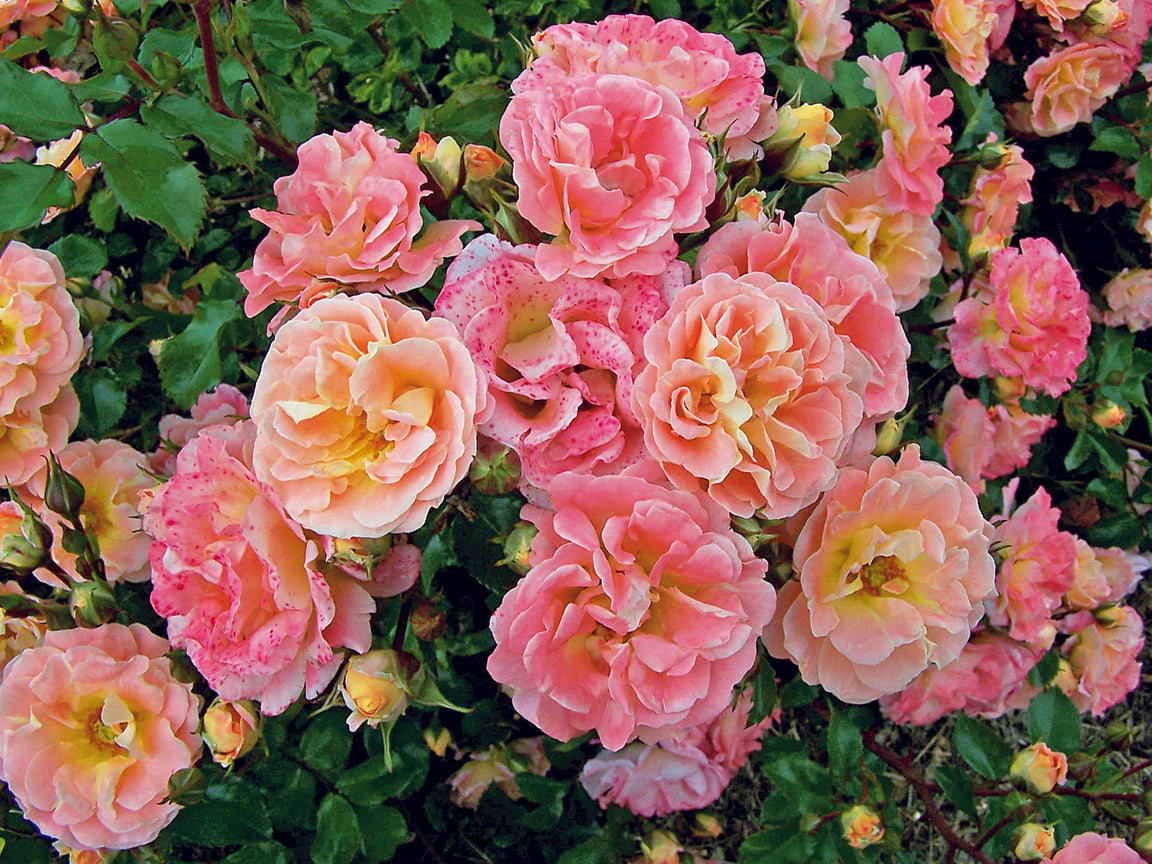 Rosa'Meiggili' PP18542 CPBRAF The Peach Drift® Rose Maple Leaf Home