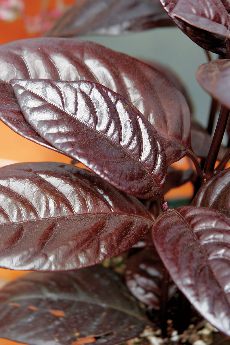 Pseuderanthemum rubrum Black Varnish Plant Maple Leaf Home Gardens