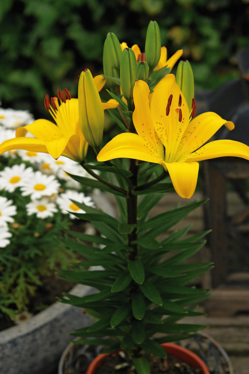Lilium 'Golden Matrix' Golden Matrix Asiatic Lily Maple Leaf Home