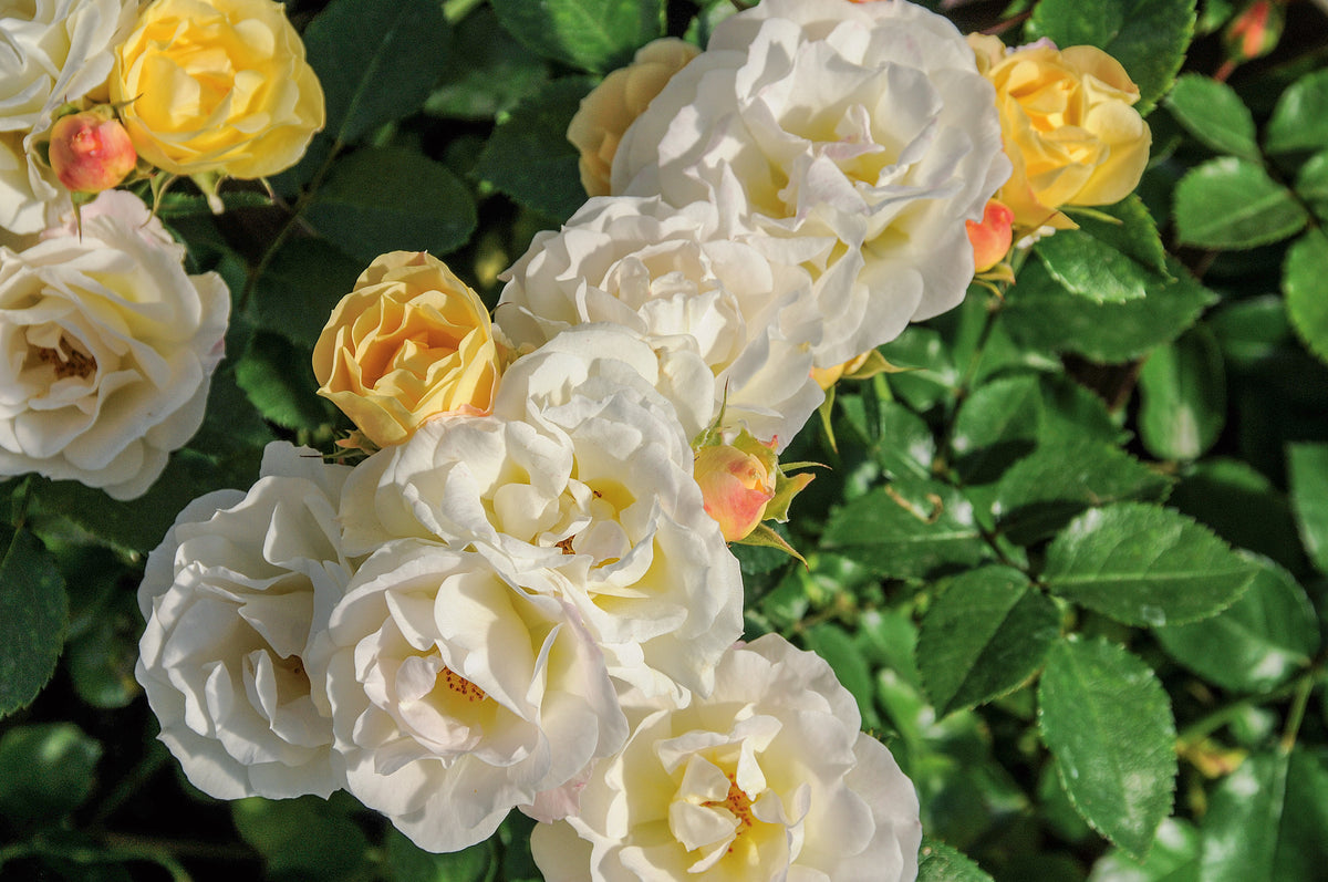 Rosa'Novarospop' PPAF | The Popcorn Drift® Rose – Maple Leaf Home Gardens