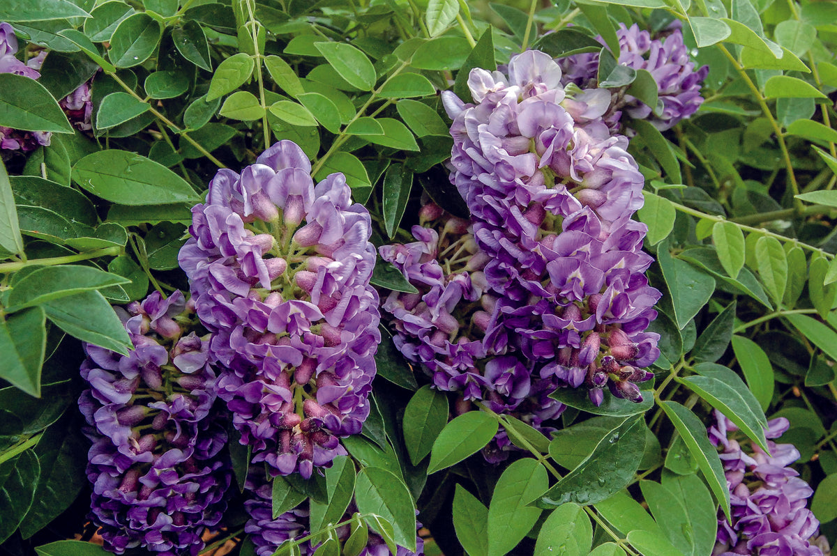 Wisteria frutescens 'Longwood Purple