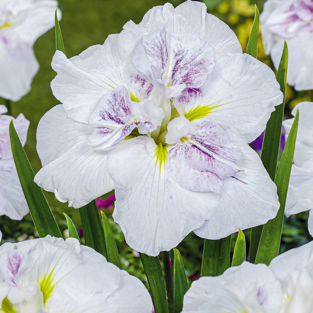 Iris ensata 'Cupcake' Dinner Plate™ Cupcake Japanese Iris Maple