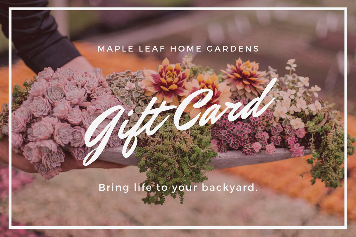 Gift Card Maple Leaf Home Gardens