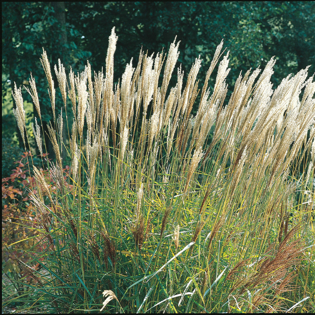 Ornamental Grasses – Maple Leaf Home Gardens