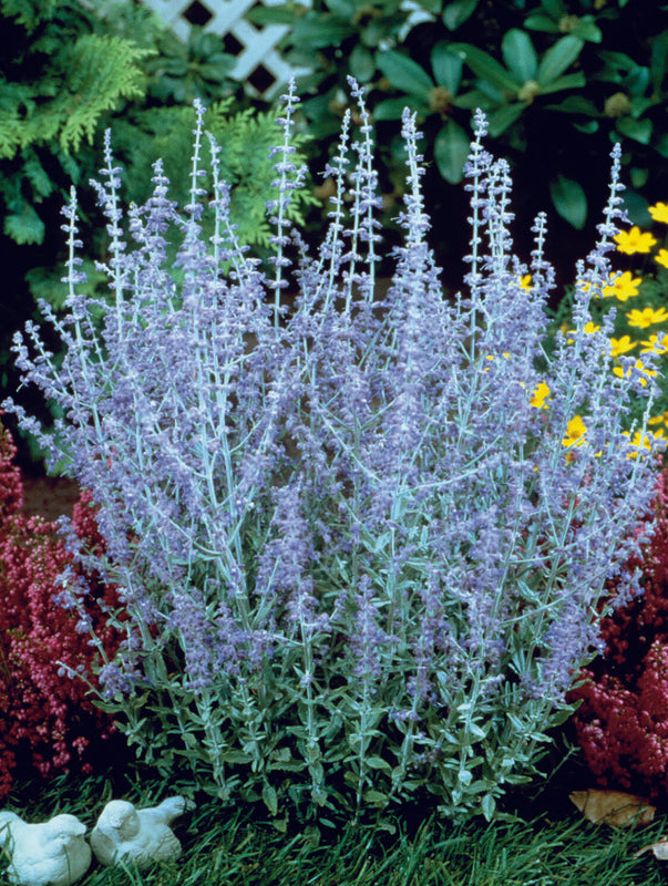 lavender blue spikes