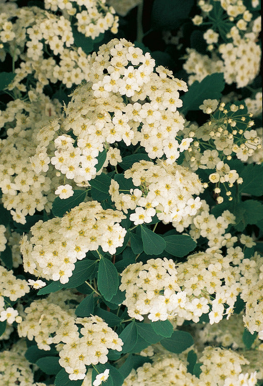 pure white flowers