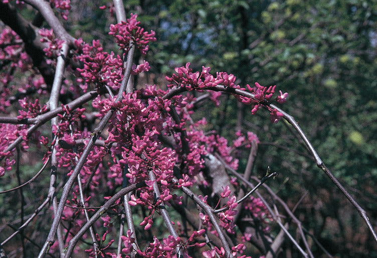 weeping,dark purple