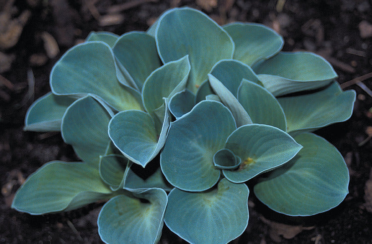 dwarf, blue-green