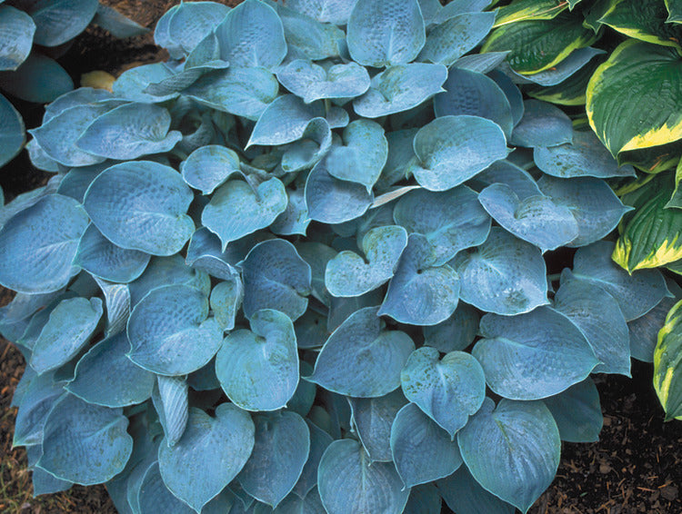 Hosta 'Hadspen Blue'  Hadspen Blue Plantain Lily – Maple Leaf