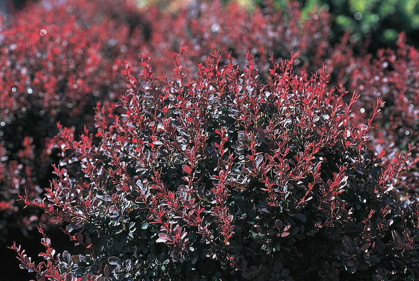 burgundy-red leaves