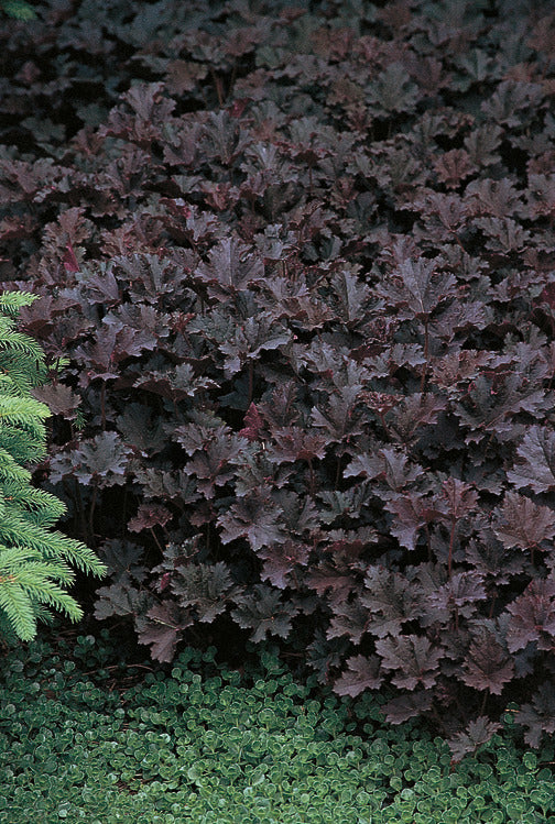 silky black foliage