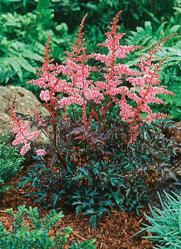 coral red flowers