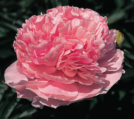 Paeonia lactiflora 'Pink Parfait' | Pink Parfait Garden Peony – Maple ...