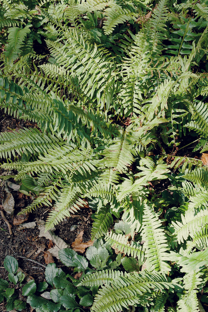 (Christmas Fern)