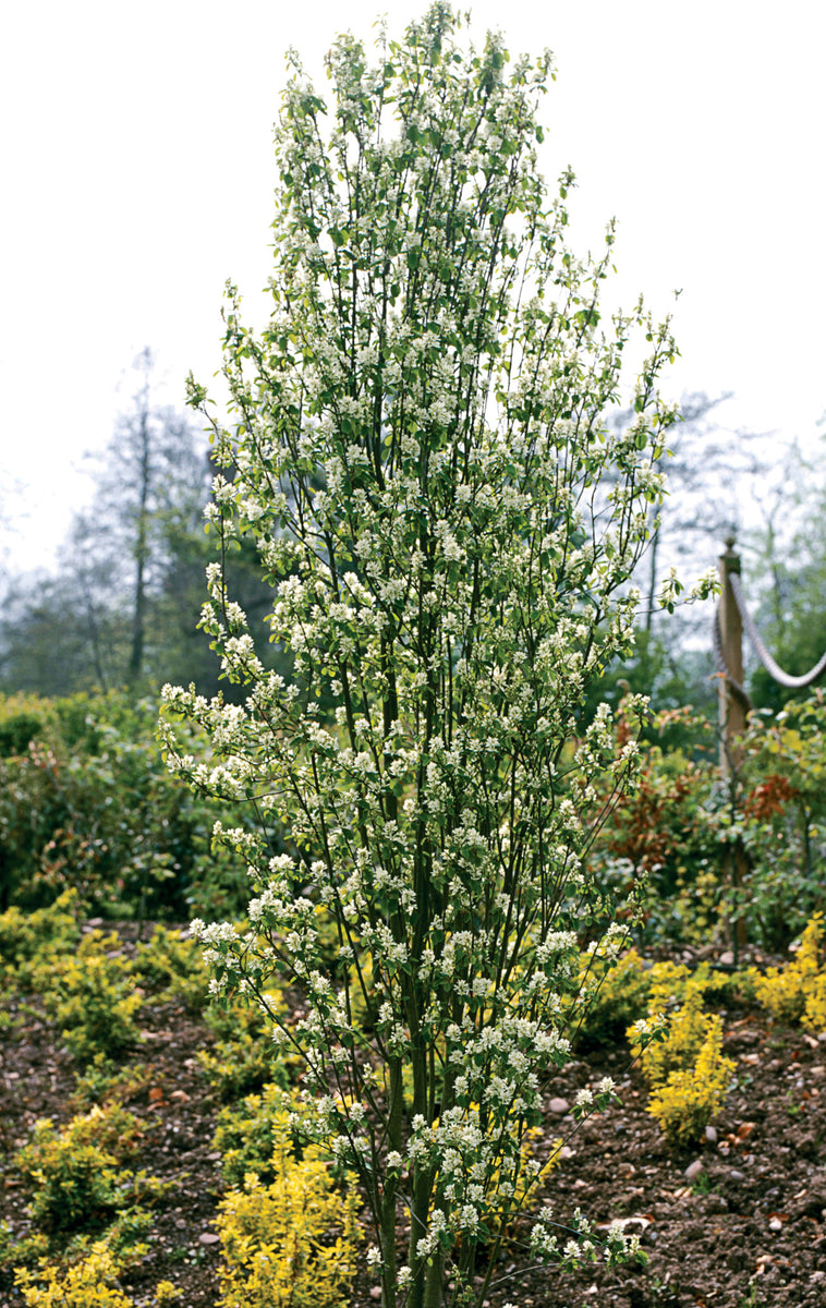 Amelanchier alnifolia 'Obelisk' Standing Ovation™ Serviceberry