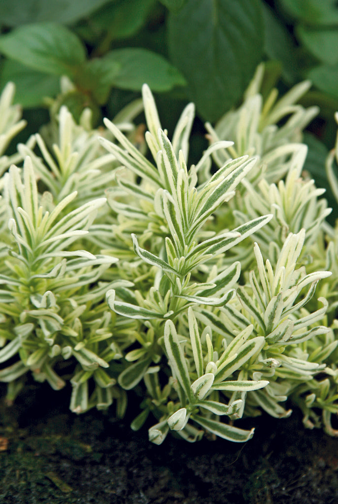 grn-cream variegated