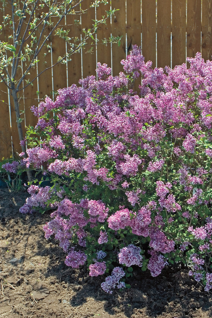 purple flowers