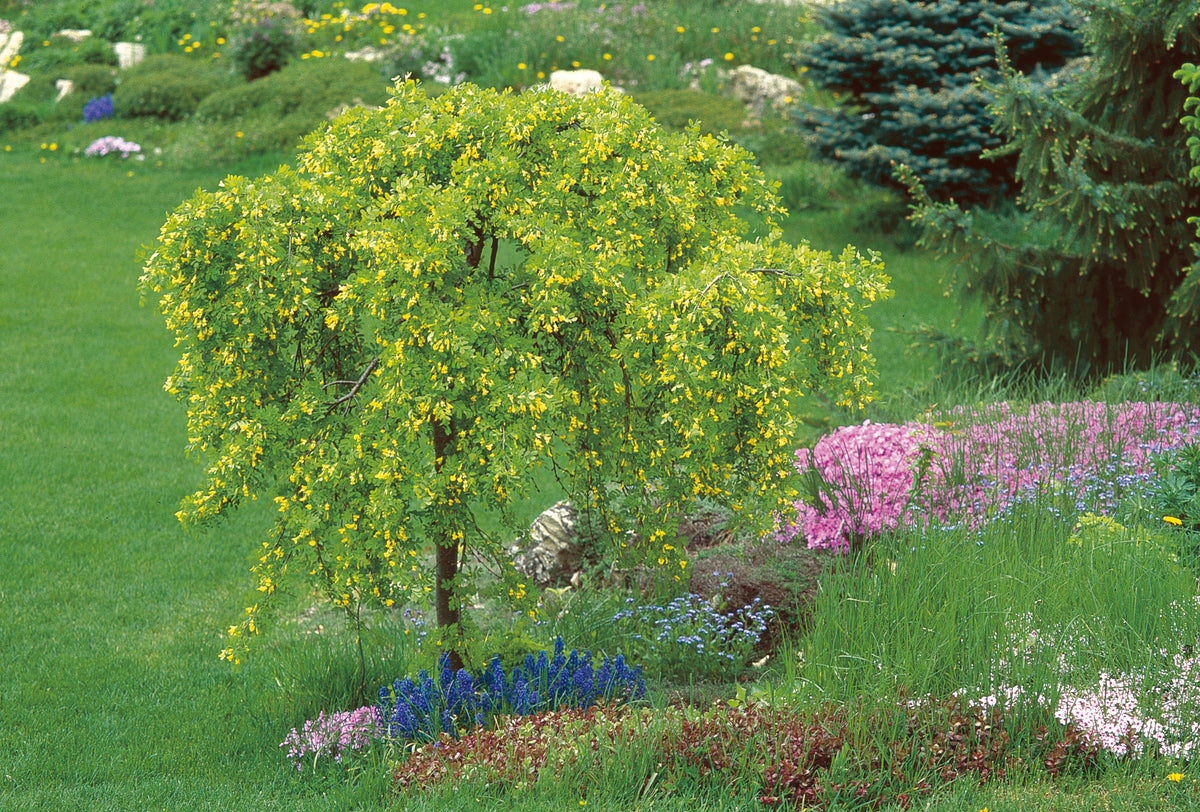 Caragana arborescens 'Pendula' | Weeping Peashrub - Tree Form – Maple ...