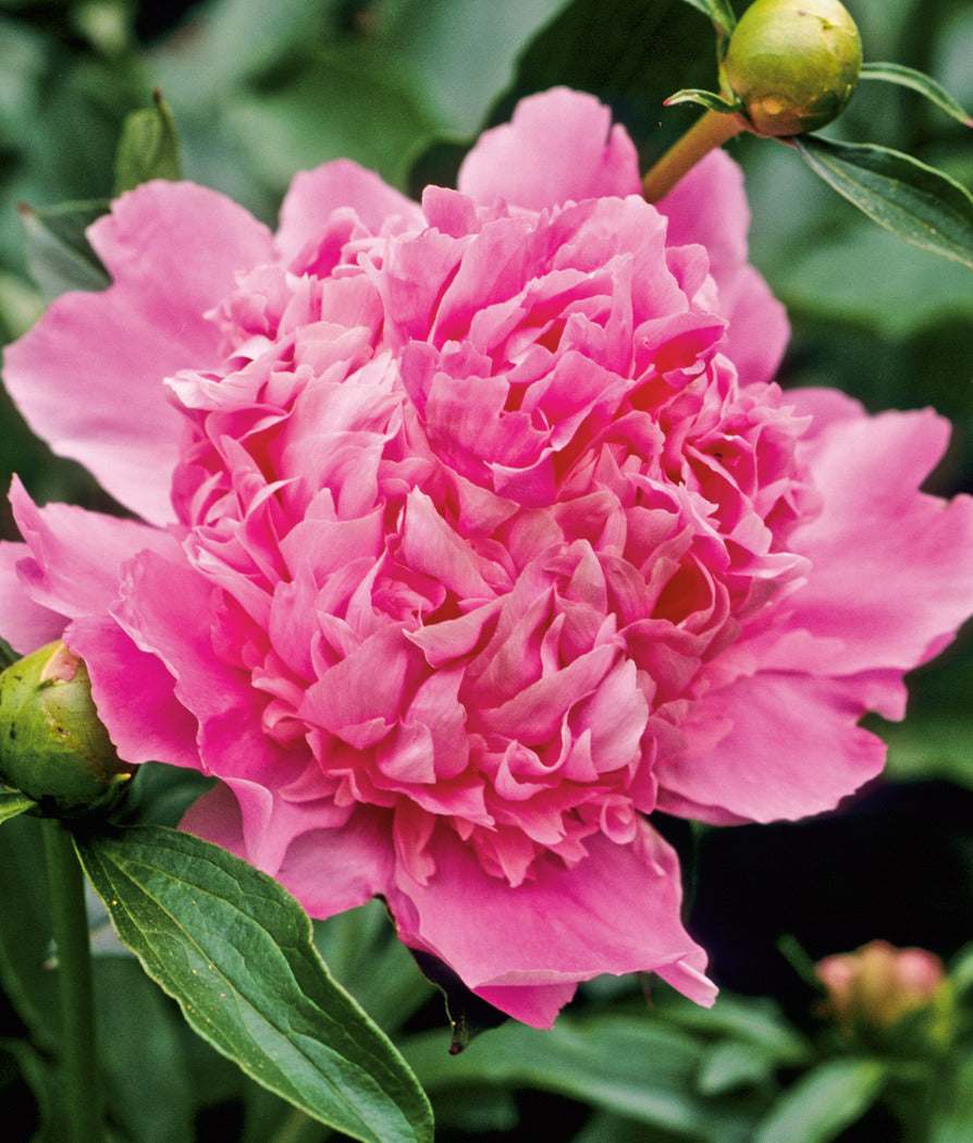 Paeonia lactiflora 'Jacorma' | Jacorma Peony – Maple Leaf Home Gardens