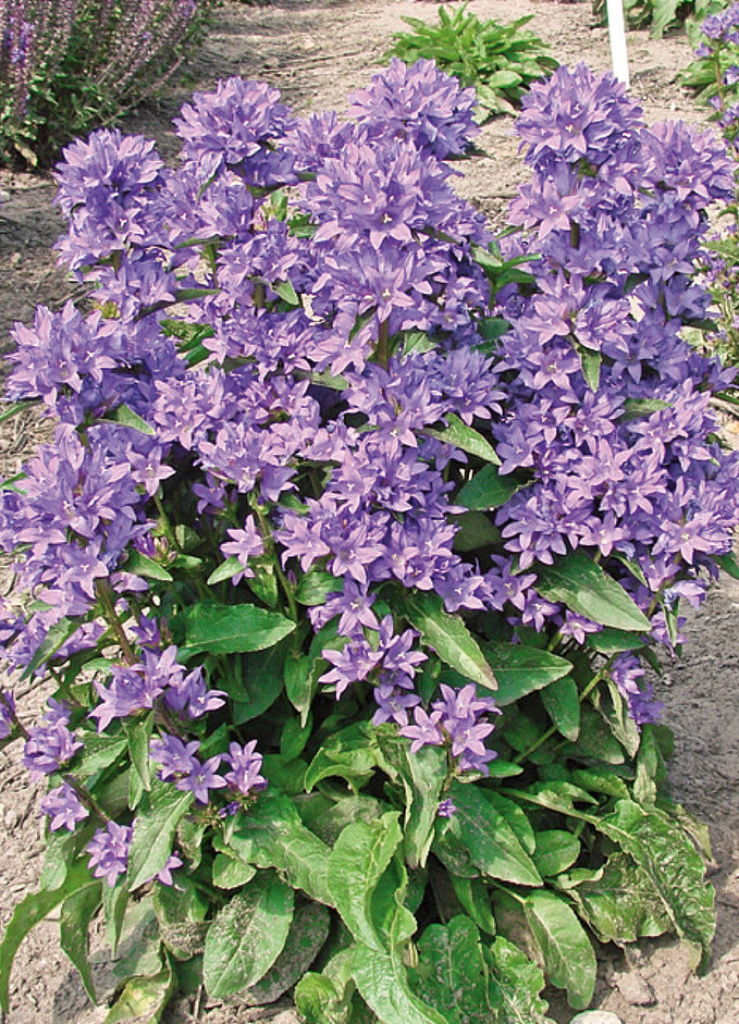 dark violet flowers