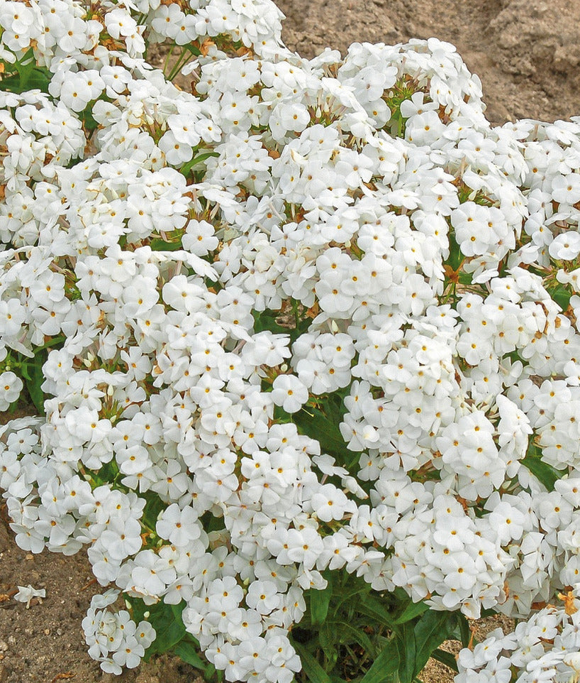 white bloom