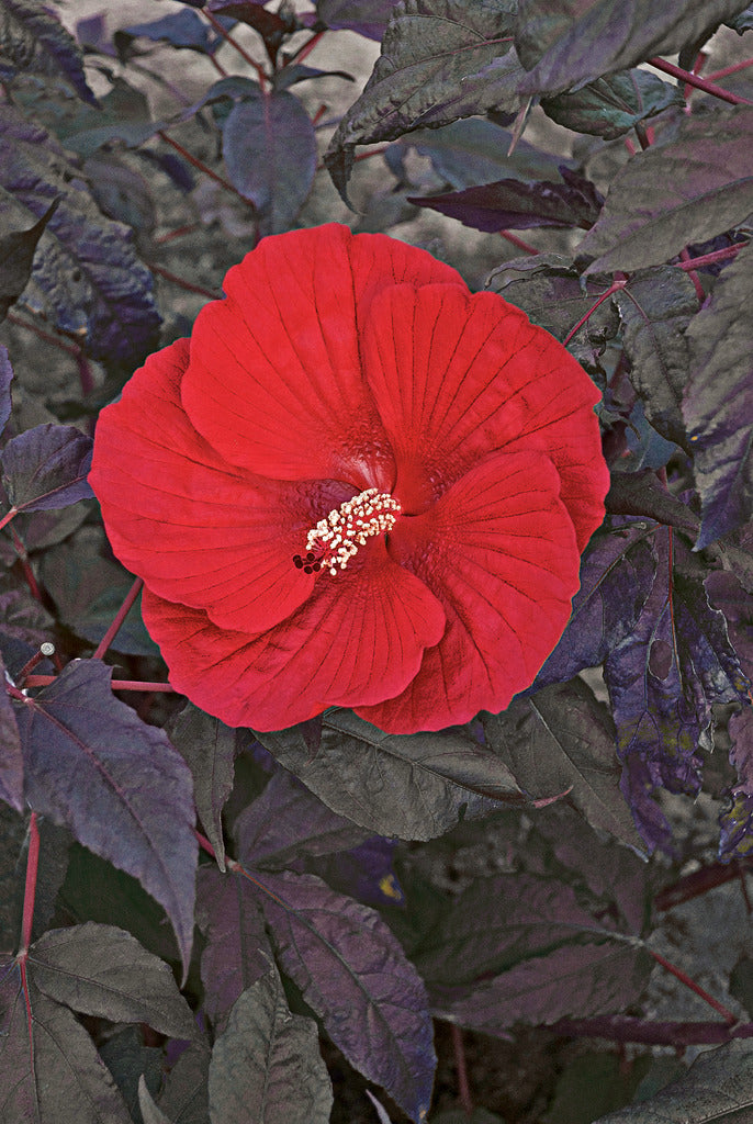 scarlet-red flowers