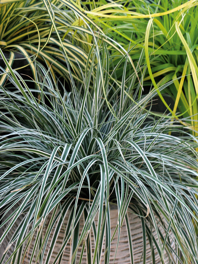 silver edged leaves