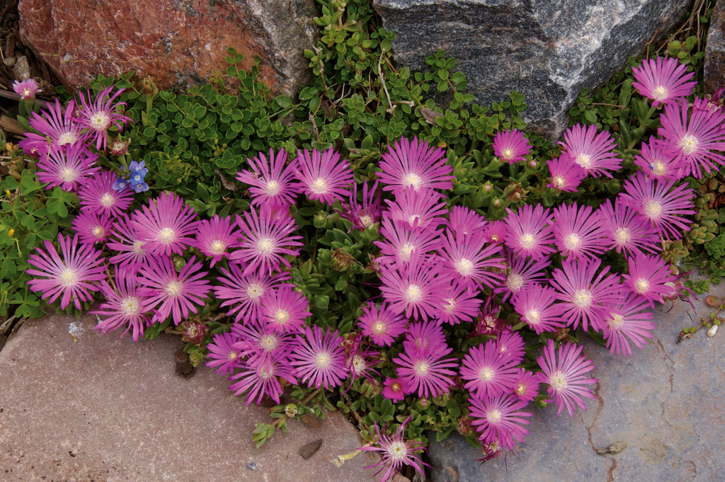 fuschia pink flowers