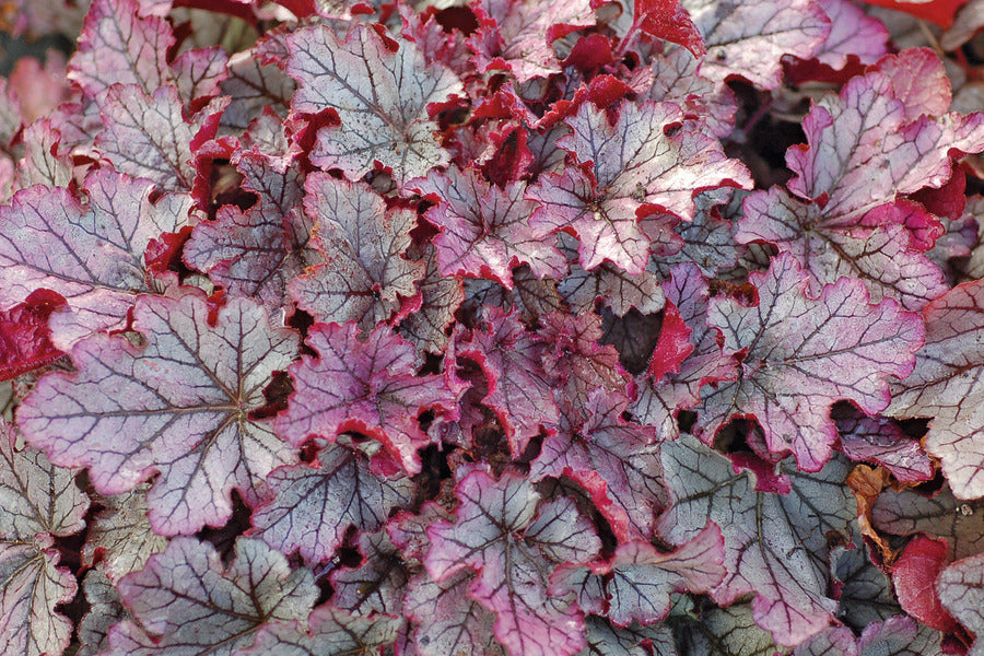 purple-pewter leaves
