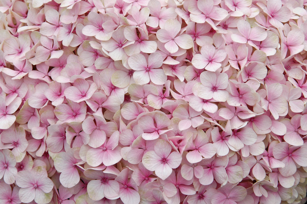 blush-pink blooms