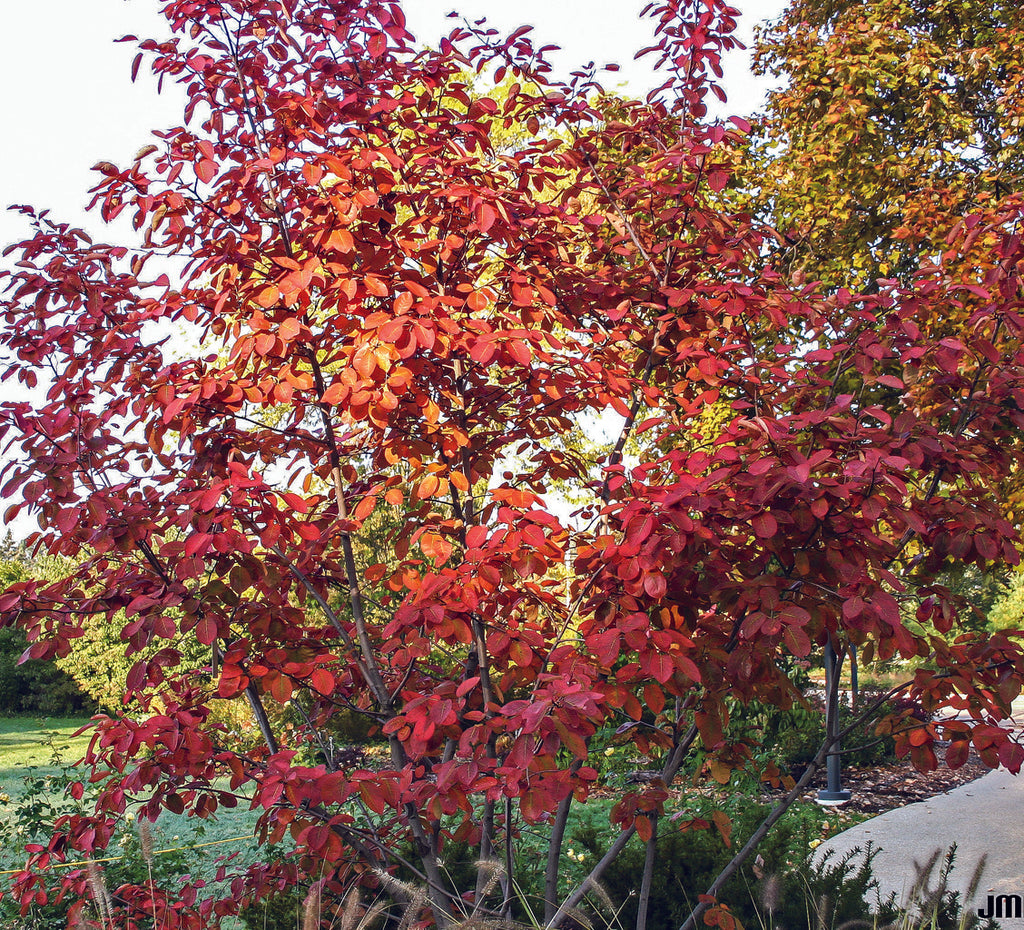 orange-red in fall