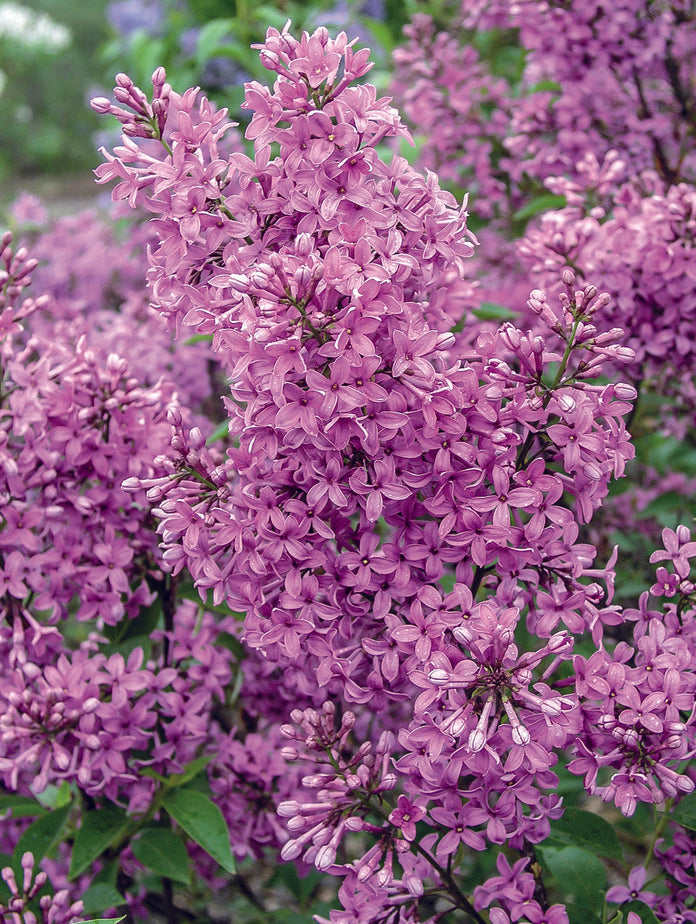 lilac-red flowers