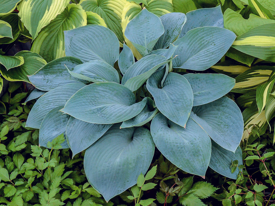 Hosta 'Wishing Well' | Wishing Well Hosta – Maple Leaf Home Gardens