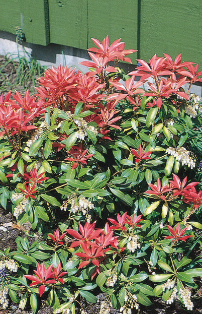 intense red foliage