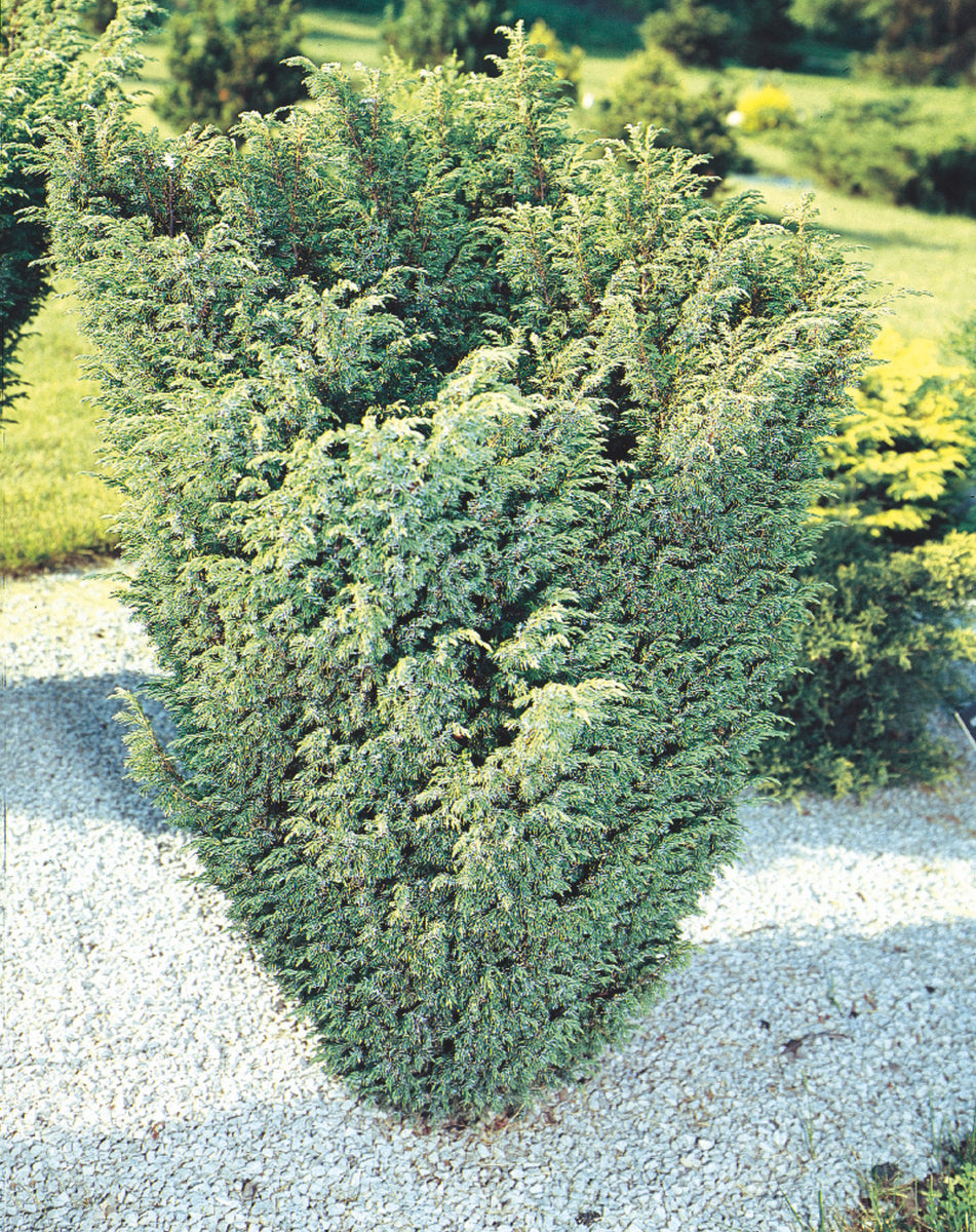 Juniperus chinensis 'Blaauw' | Blaauw Juniper – Maple Leaf Home Gardens