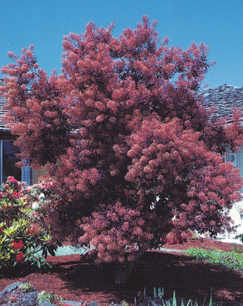 red; purple foliage