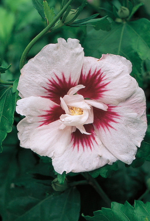 Hibiscus syriacus 'Helene' | Helene Rose of Sharon – Maple Leaf Home ...