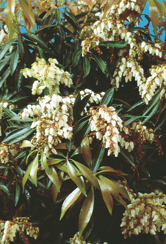 short,white,fragrant