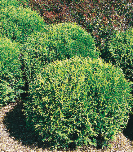 Thuja o.'Hetz Midget' | Hetz Midget Cedar – Maple Leaf Home Gardens