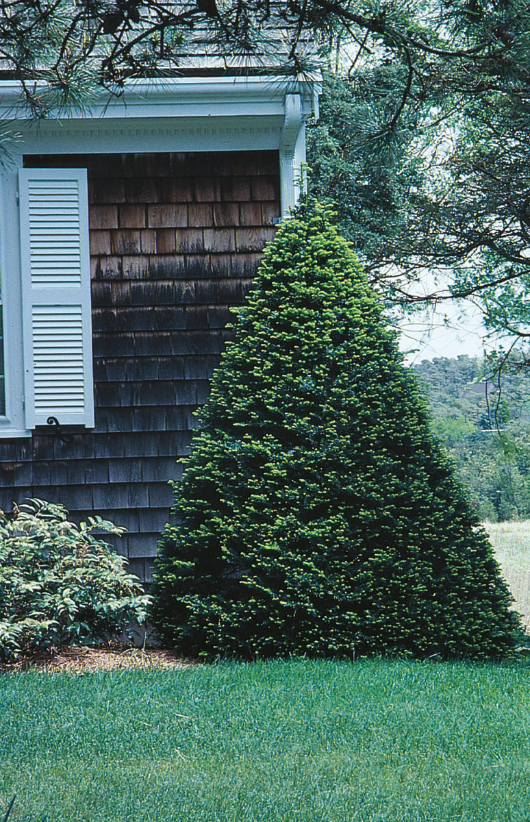 Taxus cuspidata 'Capitata' | Capitata Yew – Maple Leaf Home Gardens