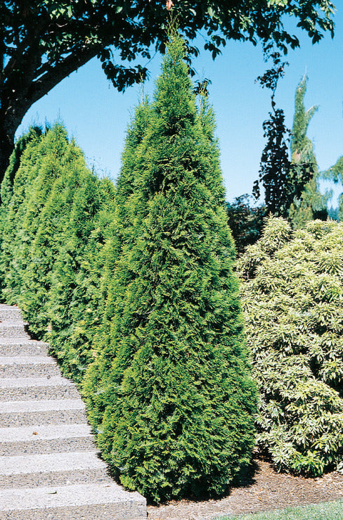 Thuja occidentalis 'Smaragd'  Emerald Green Cedar – Maple Leaf Home Gardens