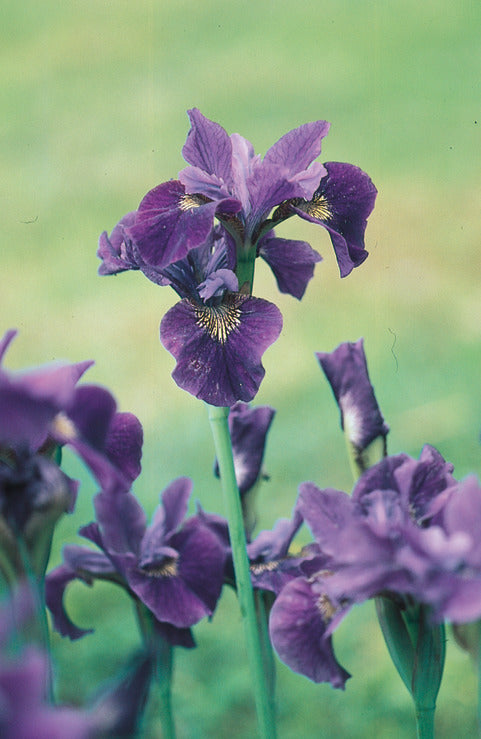 velvet purple
