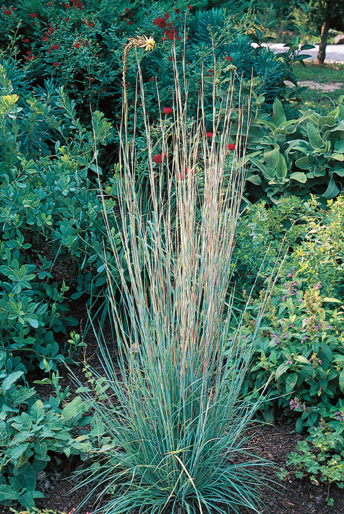 fiery foliage