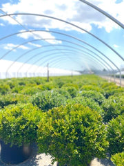 Buxus 'Green Velvet' | Green Velvet Boxwood