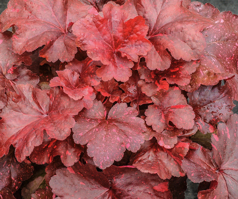 red leathery foliage
