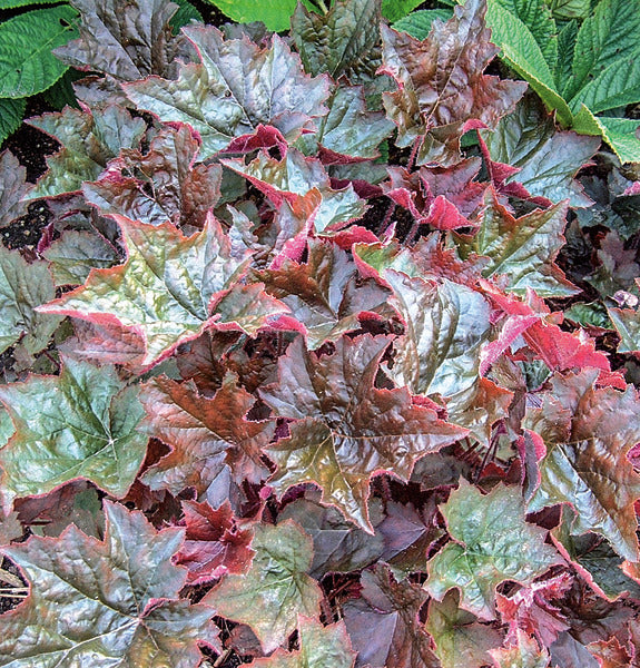 bronze-red leaves