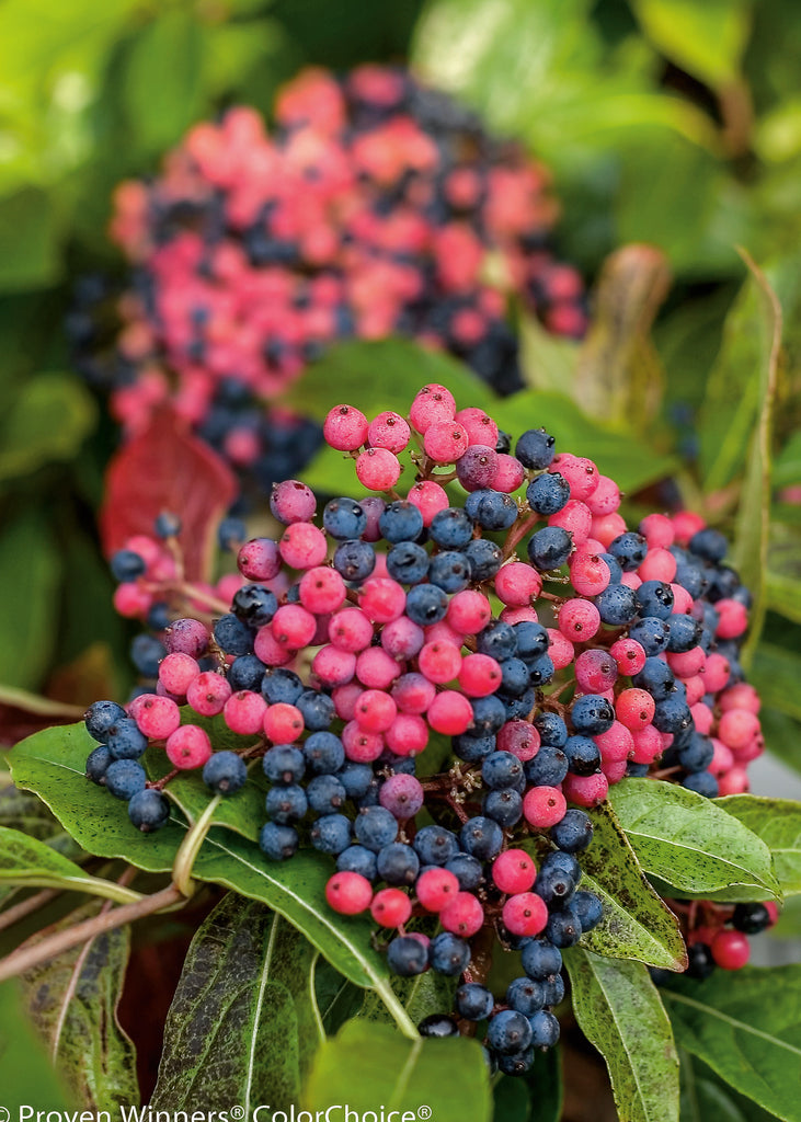blue/red berries