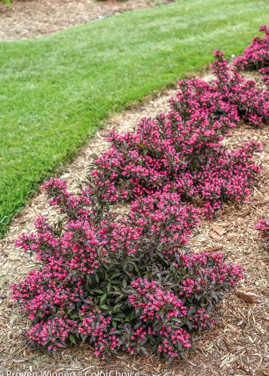 Weigela florida 'Bokraspiwi' USPP 23,781, Can 4,655 | Spilled Wine® We ...