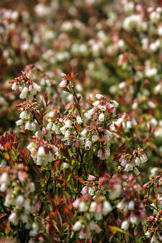 early-low bush