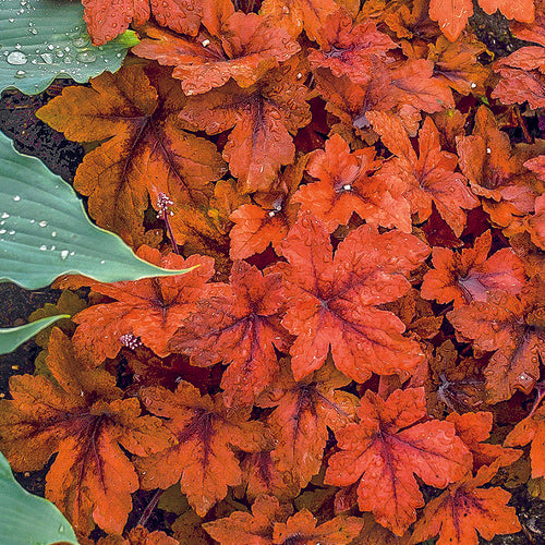 bronze red leaves